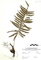 藏品(阿里山水龍骨)的圖片